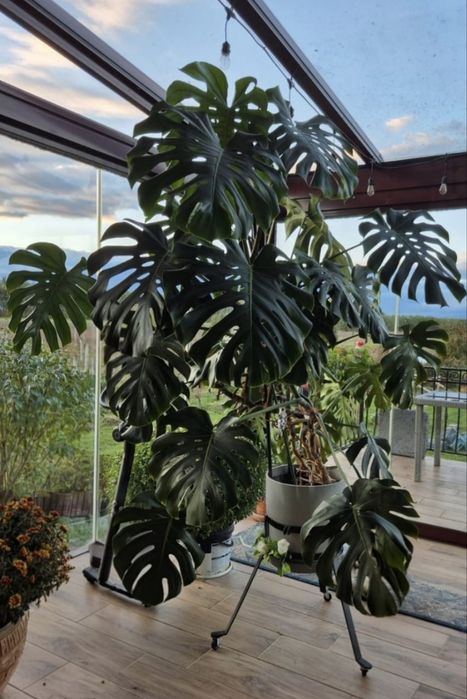 Monstera  ok 175cm