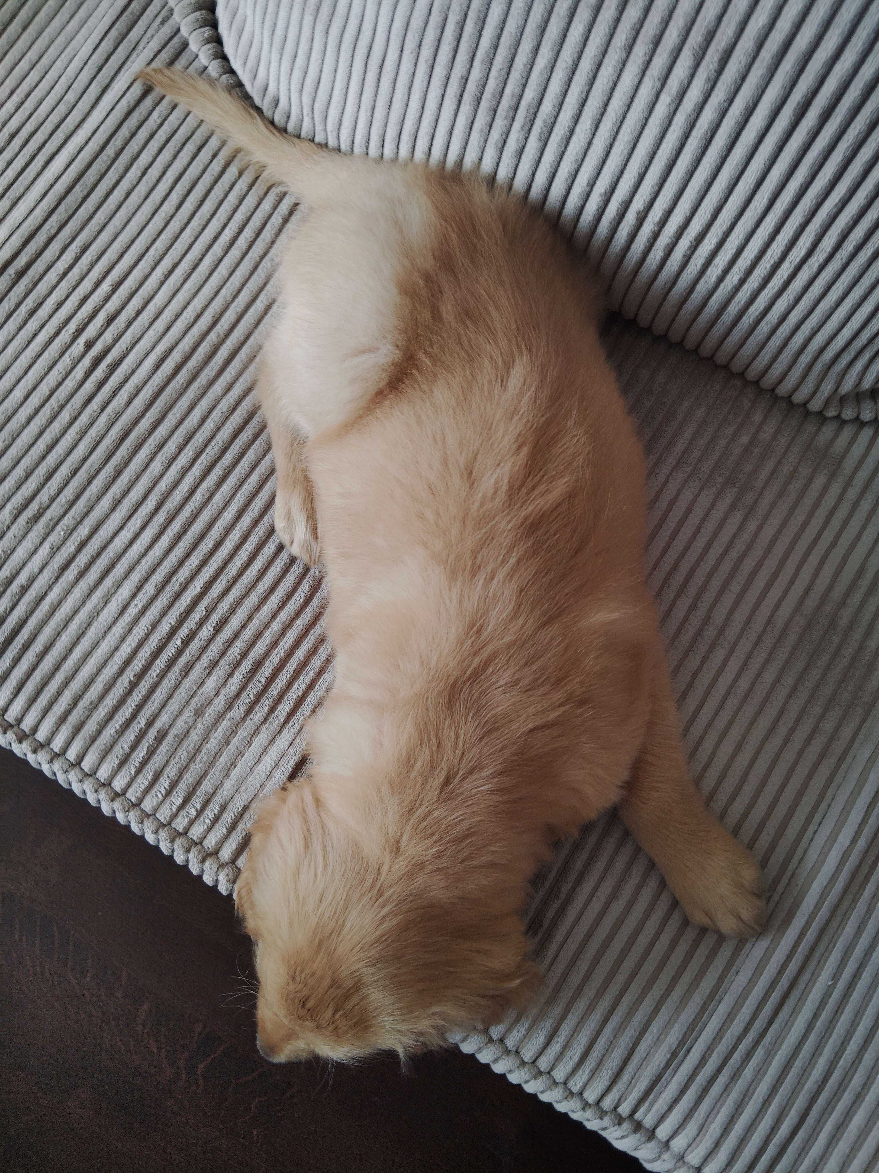 Szczeniak Golden Retriever