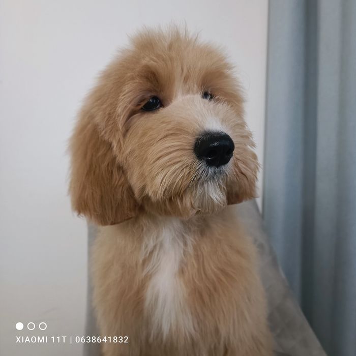 Красуня Goldendoodle(голдендудль лабрадудль). Київ