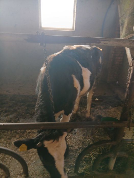 Jalowki. Do dalszej chodowli