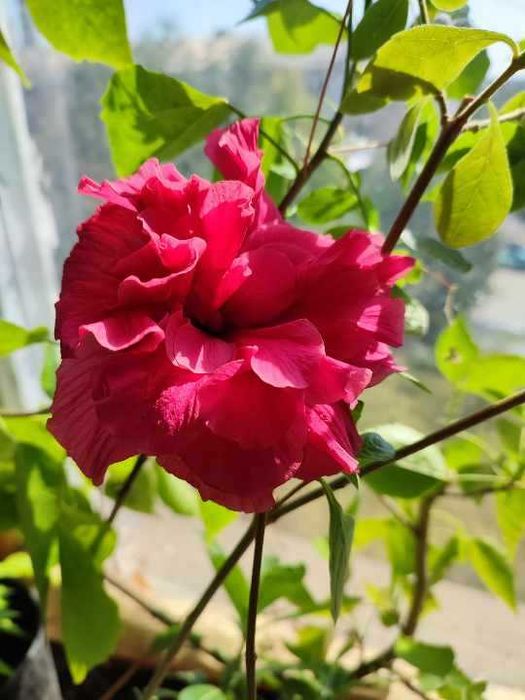 Гибискус махровый малиновый