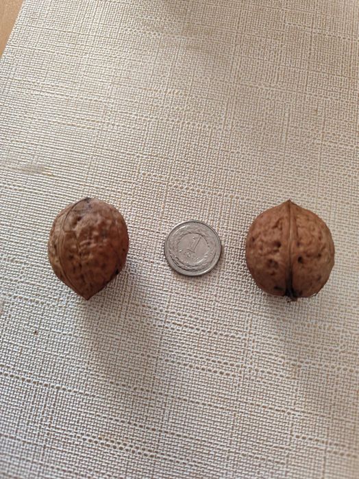 Orzechy włoskie tegoroczne