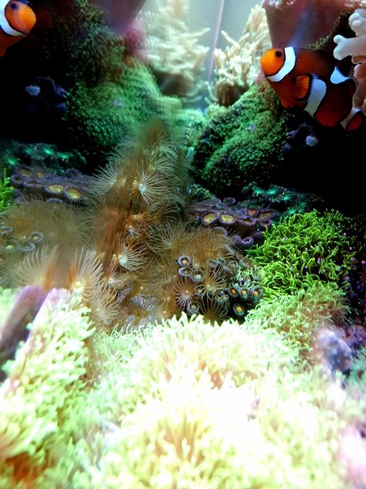 Korale miękkie Parazoanthus