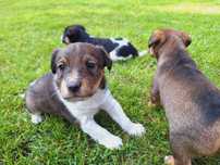 Pieski szczeniaczki wiejskie mama terrier szorstkowłosy