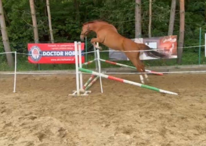 Poszukujemy *Cioci* do dzierżawy