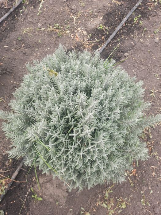 Саженци плодових дерев