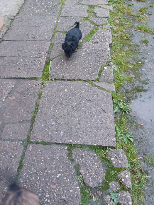 Suczki York mix maltańczyk