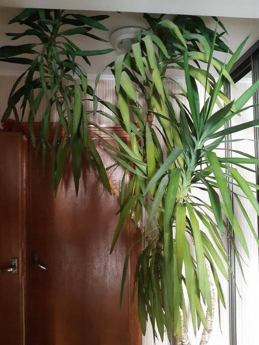 Продам  розкішну юкку