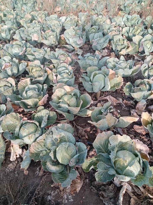 Капуста на корм худобі