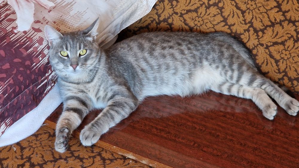 Чудовий котик в пошуках родини!