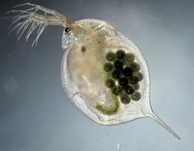 Alimento vivo Daphnia Magna de fácil reprodução