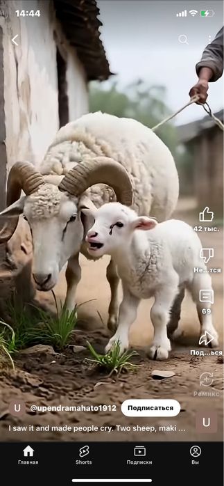 Бараны- козы Потавска область