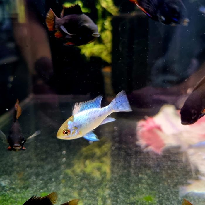 Ramireza electric blue