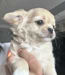 Śliczna  suczka chihuahua zkwp fci