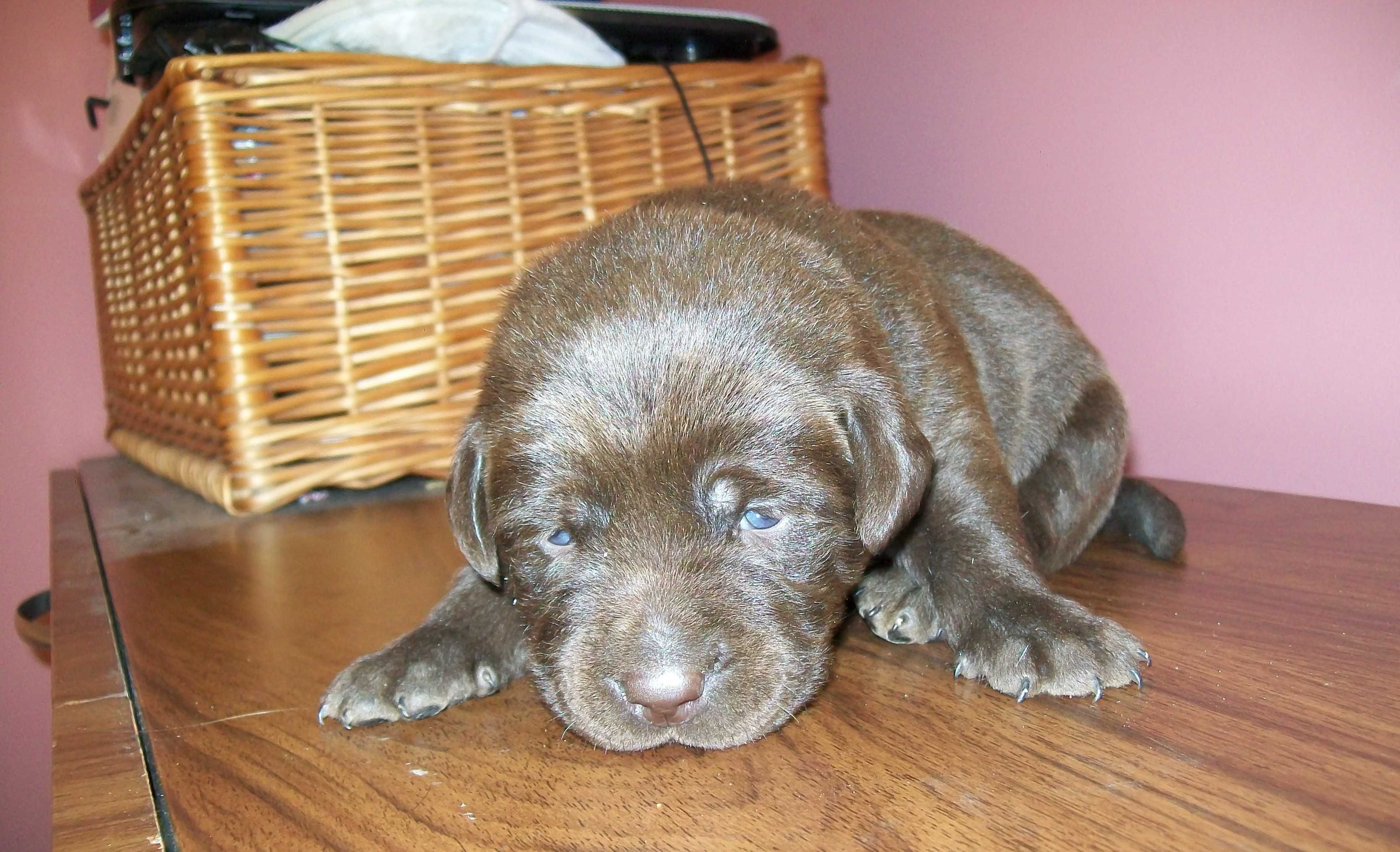 Pies Labrador retriever z Rodowodem