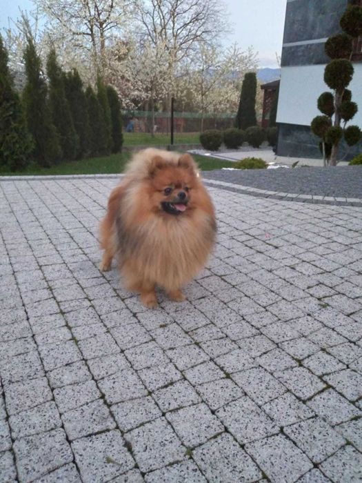 Szpic miniaturowy śliczny piesek!!!