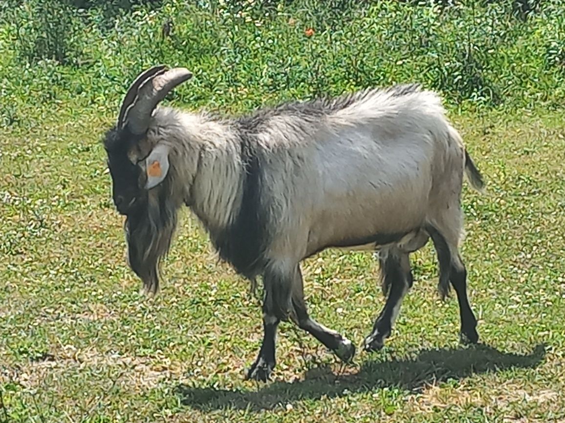Kozioł alpejski cap