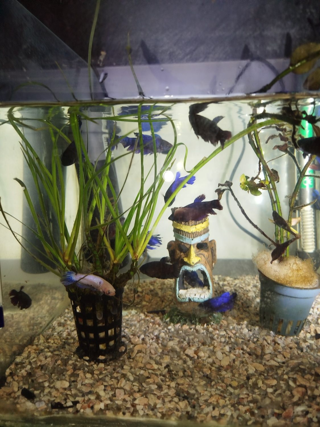 Vários bettas para venda criaçao própria