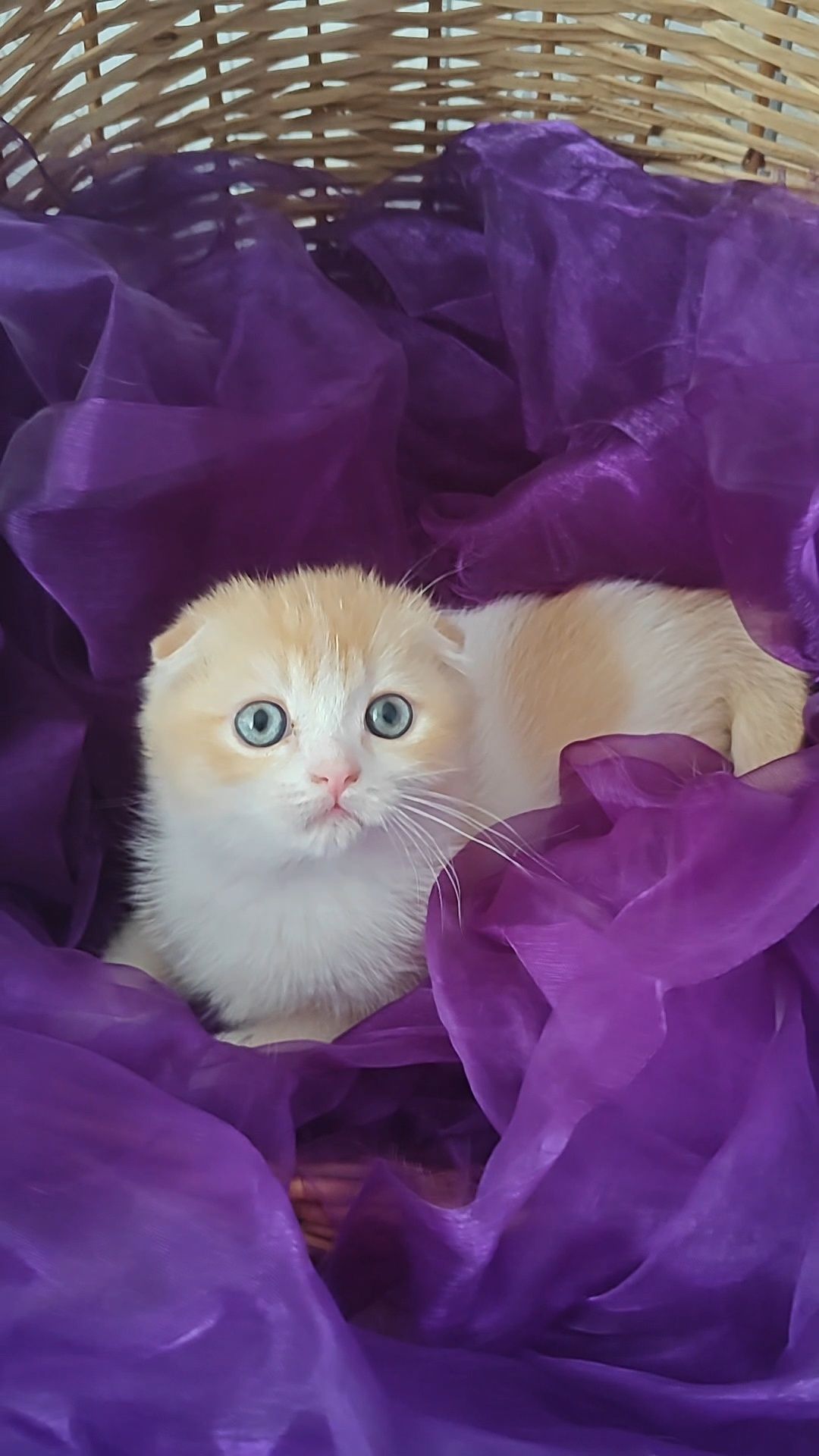 Шотландский вислоухий мальчик