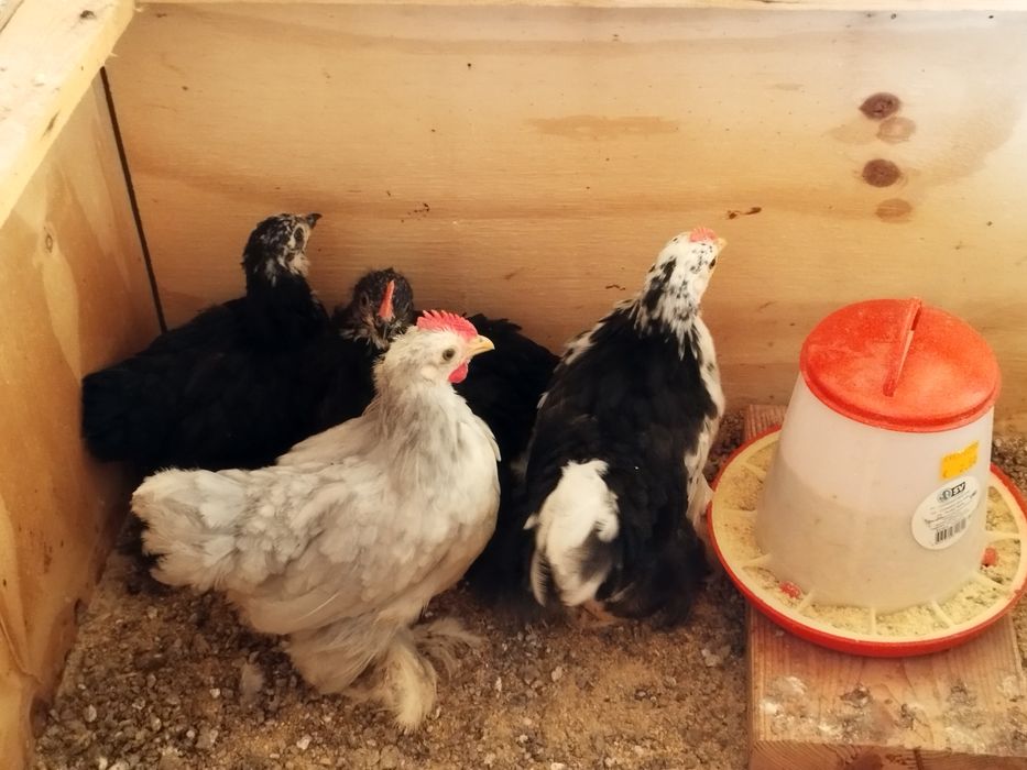 Pekins.., lavanda, black mottled e black