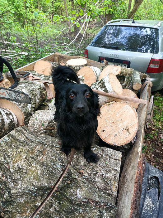 Opał grab dąb brzoza olszyna sosna