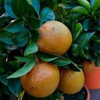 Продам саженцы апельсинов мандаринов лимонов