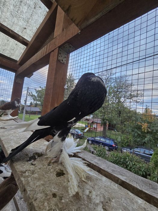 Garłacz Garłacze Pomorskie 25