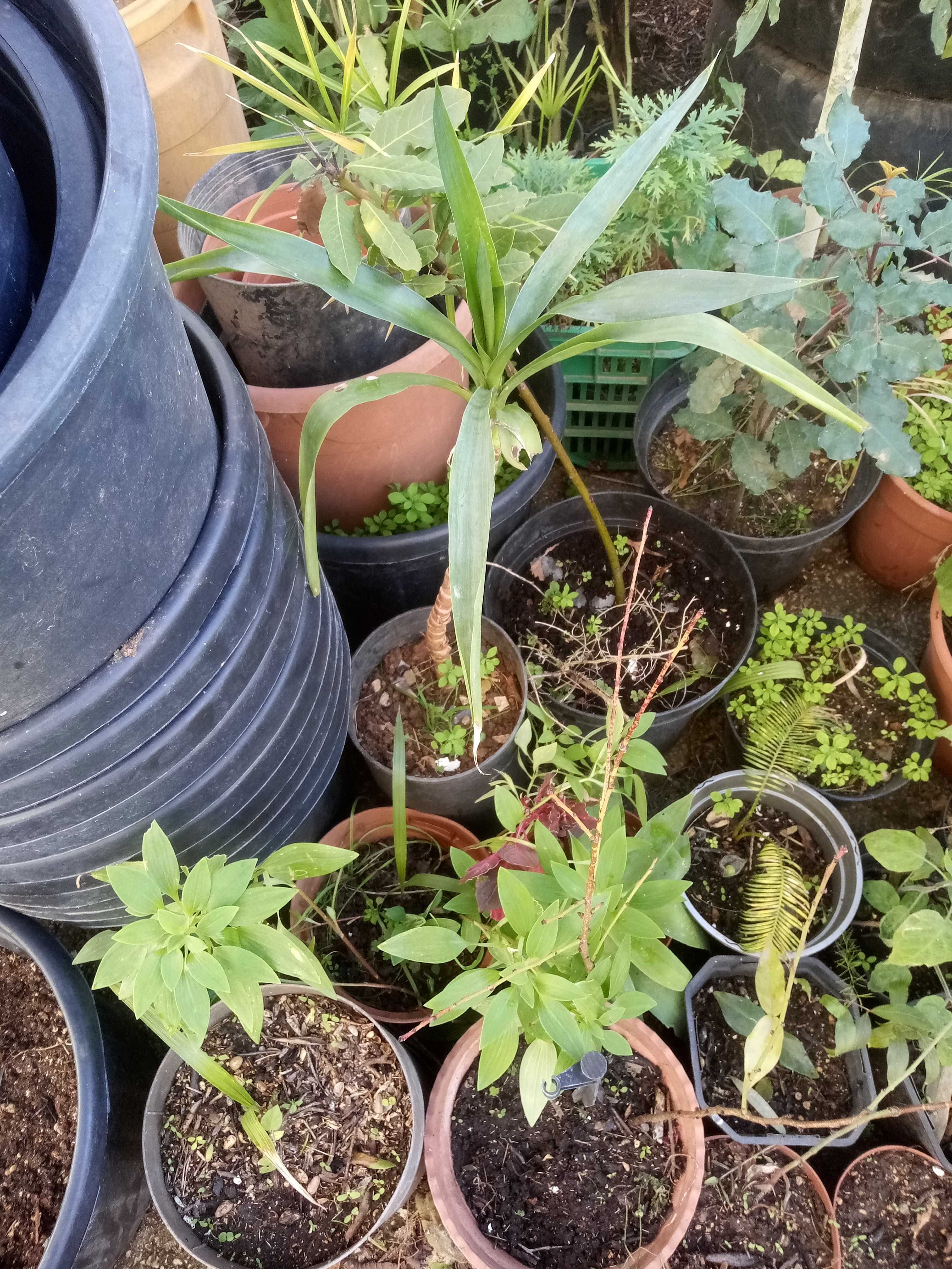 Planta yuca em vaso