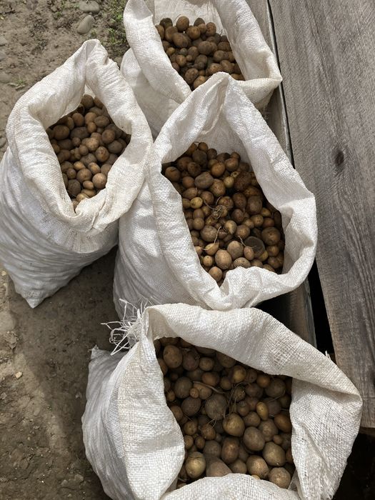 Картопля дрібна. 120кг