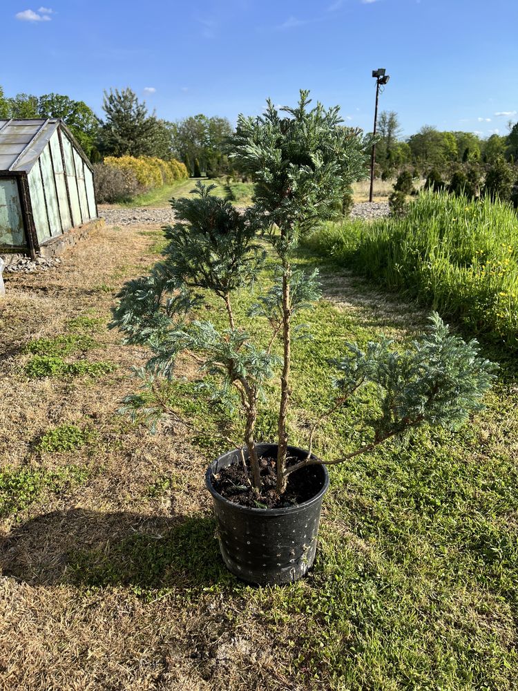 Bonsai iglaki formowane sosna tuja cyprys cyprysik na pniu szczepione