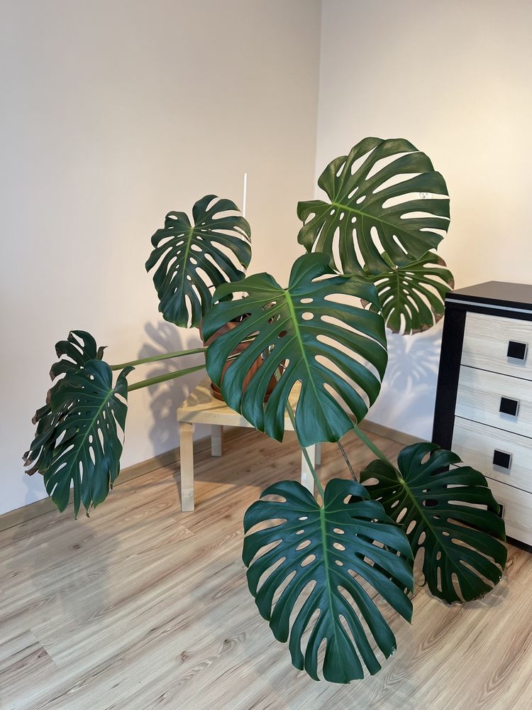 Monstera duża z doniczką