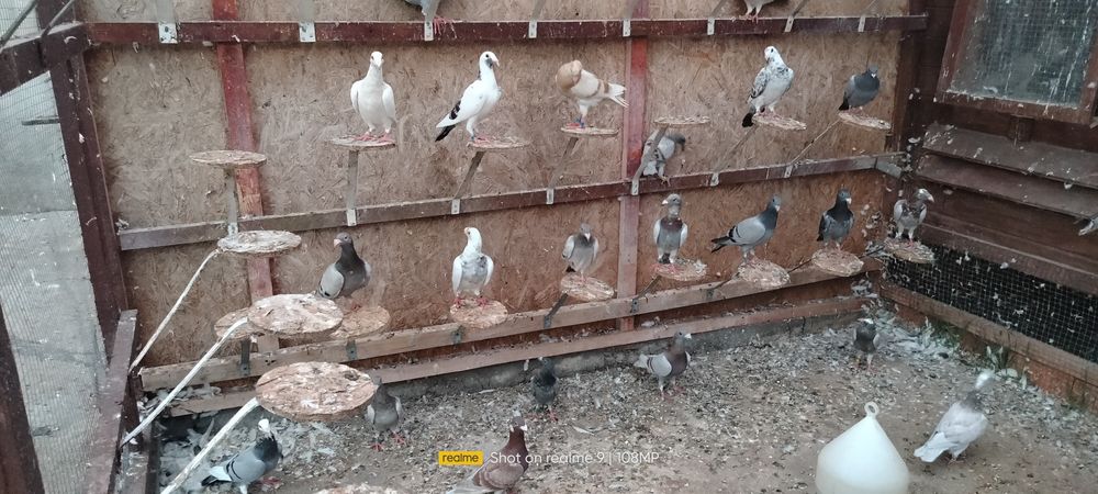 Gołębie rzeszowskie