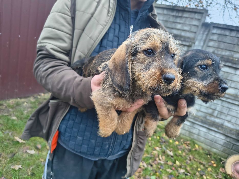 Jamnik szorstkowłosy standard piesek piękny