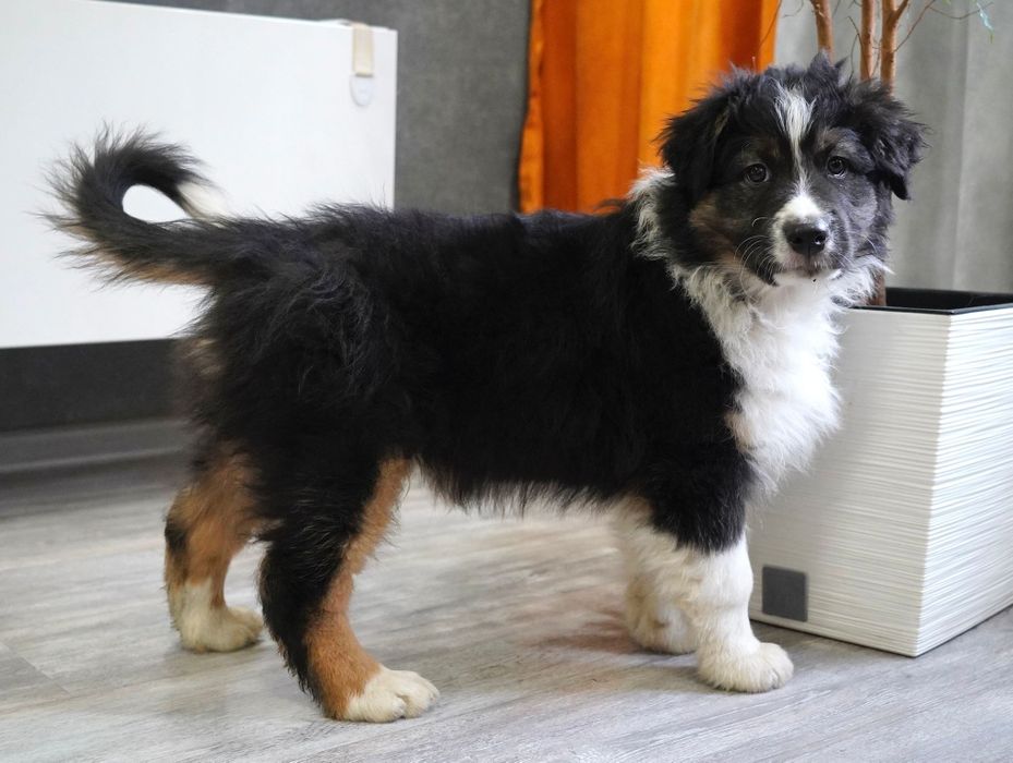 Owczarek australijski typ amerykański aussie szczeniak szczenięta FCI