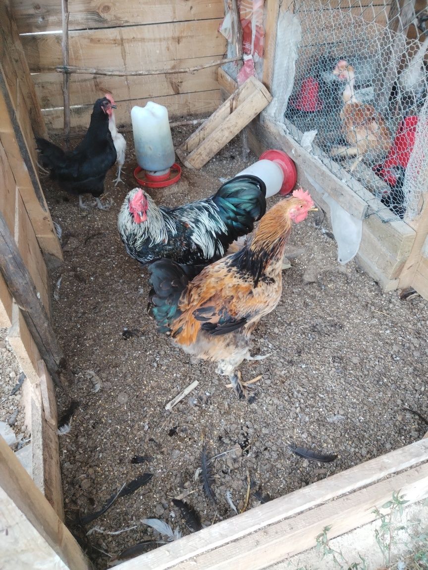 3 galos prontos para comer