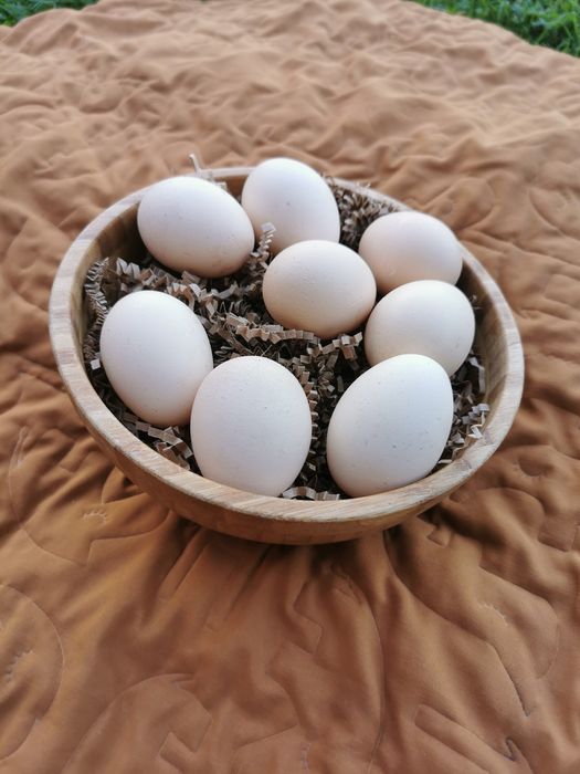 Świeże jajka wiejskie z wolnego wybiegu jaja