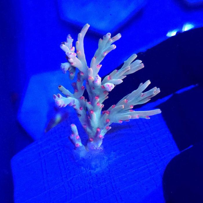 Acropora Speciosa Flaming Sunrise Frag