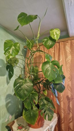 Monstera, duża XXL