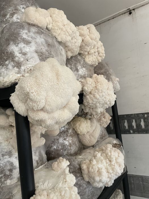 Soplówka jeżowata swieża 1kg bezposrednio od hodowcy