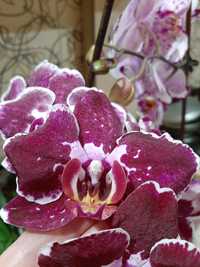 Продам сортовую   орхидею