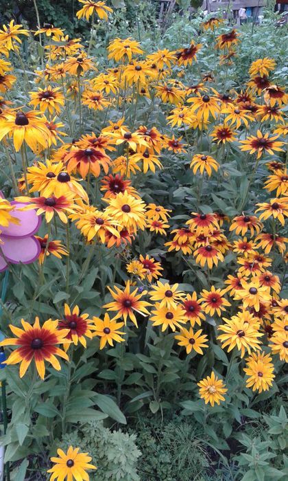 Продам садовые растения "Рудбекия" и другие растения