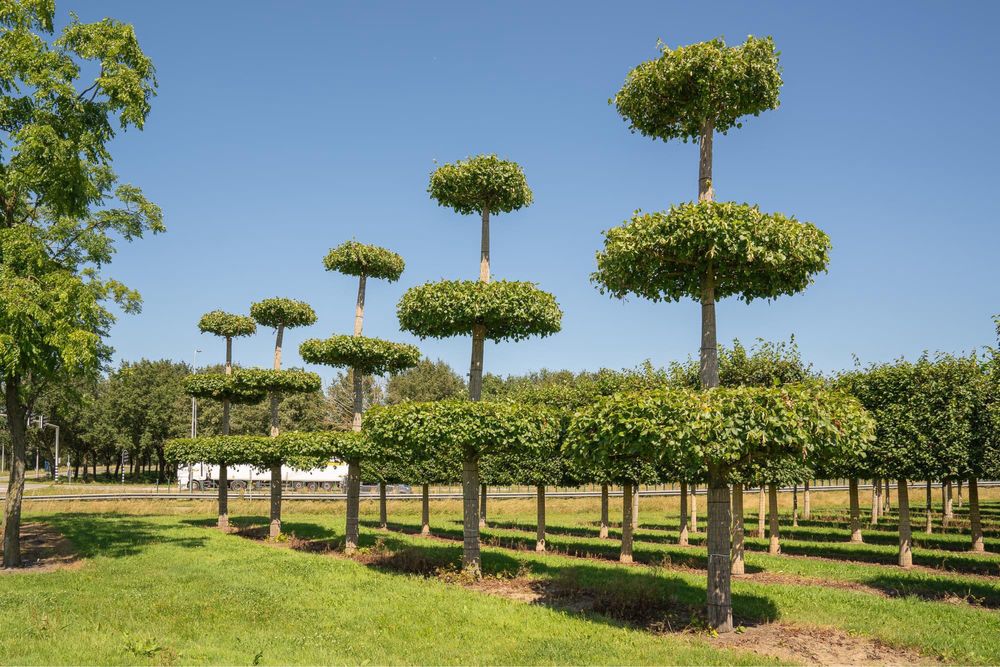 Bonsai-Niwaki formowane sosna cis jałowiec. Laurowiśnia jodła szmaragd