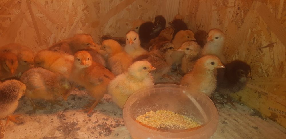 Курчата домашні вже пропоїни 3 дні