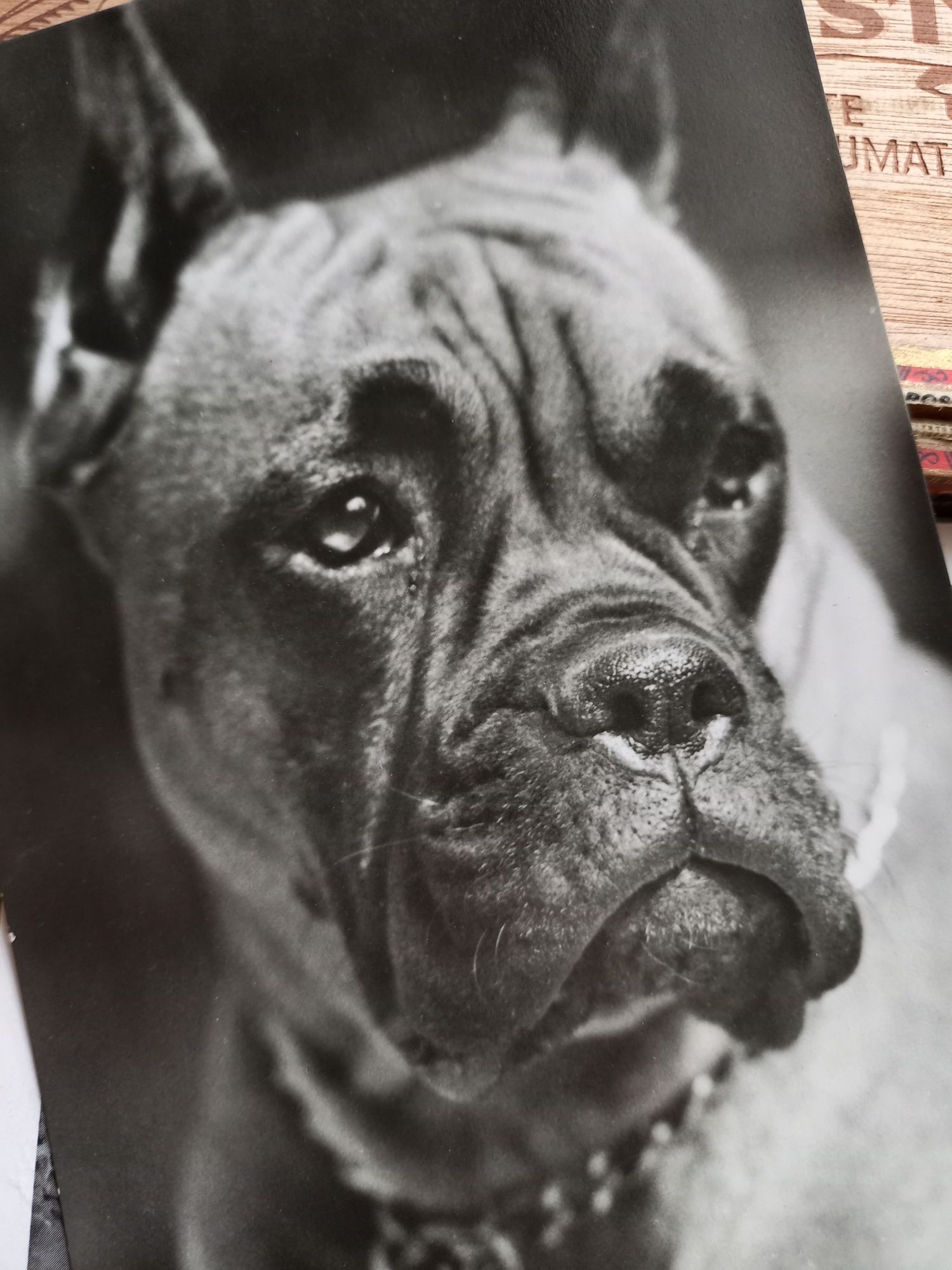 Kartka pocztowa pocztówka prl pies bokser boxer