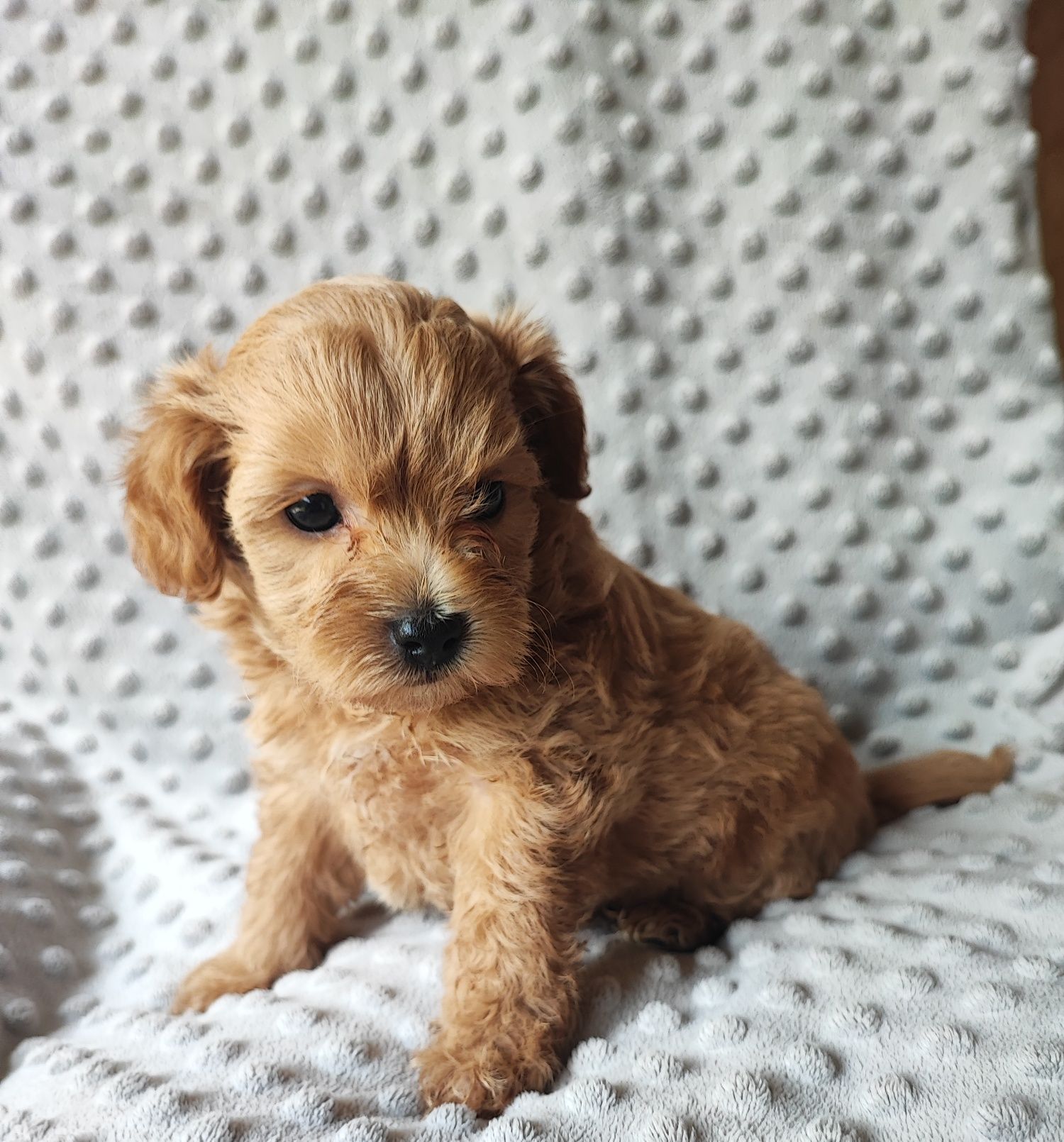 Maltipoo chłopiec F1