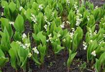 Konwalia majowa - Convallaria Majalis