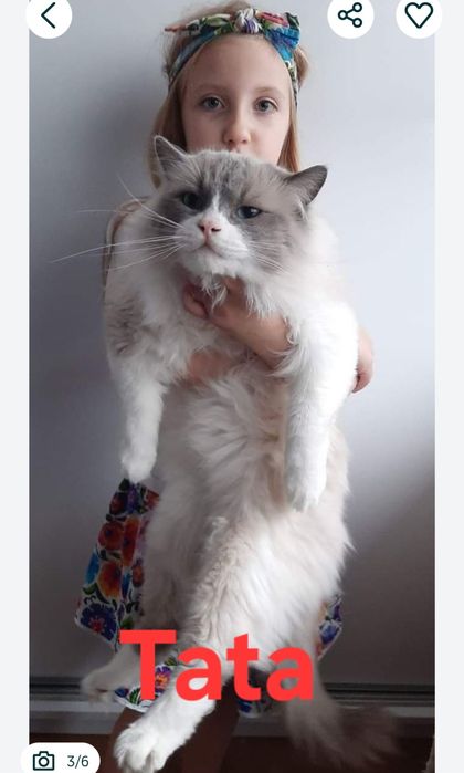 Ragdoll piękny kocurek FPL FIFE