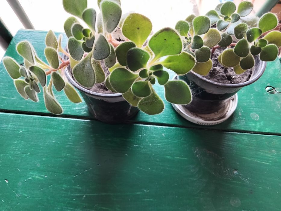 Продам копеечные дерево или аихризон от 10 грн