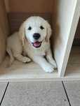 Golden retriever, wolny chłopiec.