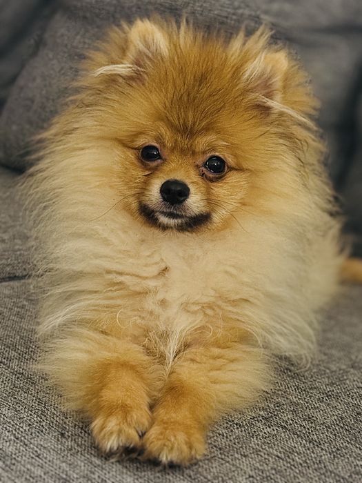 Polroczny pomeranian szuka domu